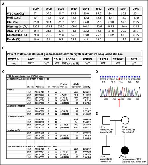 Figure 1. Heterozygous germ line CSF3R T618I mutation in a child with CNL. (A) Serial blood counts by year showing white blood count (WBC), hemoglobin (HGB), hematocrit (HCT), platelet count, absolute neutrophil count (ANC), percentage of neutrophils, and percentage of bands. (B) Mutational analysis of genes frequently implicated in myeloproliferative neoplasms (MPNs) using next-generation and/or Sanger sequencing (WT, wild type; neg, negative). 1V617F and exon 12 mutations were not detected. A single nucleotide polymorphism (SNP) in exon 9 (L393V) was detected. 2Mutations in ASXL1 were not detected. M1249V, a known SNP, was identified. (C) Using next-generation sequencing (NGS), the entire CSF3R gene was sequenced from genomic DNA (gDNA) from whole blood from the patient, the unaffected parents, and the unaffected sibling, as well as from gDNA isolated from a buccal swab from the patient. A heterozygous T618I mutation was identified in the gDNA isolated from both blood and buccal cells from the patient. CSF3R W791* was detected in blood cells only from the patient at low frequency (16%). (D) Confirmation of the CSF3R T618I mutation in patient cells in panel C by Sanger sequencing. (E) Patient pedigree showing the CSF3R T618I mutation present in the patient but undetectable in either parent or the unaffected sibling. Serum G-CSF levels were below normal in the patient but within the normal range in the parents and unaffected sibling.