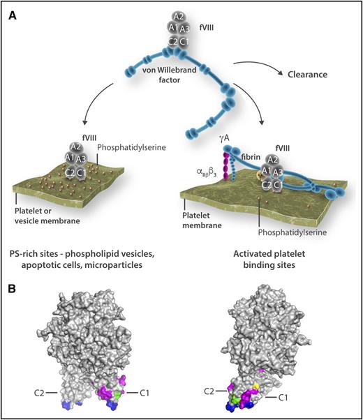 Influence of anti-C1 domain antibodies on fVIII functional and clearance pathways. (A) The C1 and C2 domains of fVIII mediate interaction with VWF as it circulates in plasma, as well as binding to phosphatidylserine (PS)-rich membranes and activated platelets. Antibodies can interfere with each of these C2 domain interactions. This report describes anti-C1 antibodies that enhance clearance of fVIII through inhibition of binding to VWF. (B) The C1 domain epitopes in the context of fVIII. The surface amino acids that comprise the dominant C1 domain epitope, group A, are colored cyan and lie adjacent to previously identified residues of the C1 domain that participate in phospholipid binding (blue) and just below a poorly defined epitope that was previously identified (yellow). It is at a distance from membrane-interactive residues of the C2 domain (also blue). The second C1 epitope, group AB, is colored green and overlaps with previously identified membrane-interactive residues. Professional illustration by Somersault18:24.