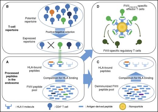 Monoepitopic and oligoclonal T-cell responses to therapeutic FVIII. (A) The immune response to FVIII requires antigen internalization by APCs, processing in endosomes, and FVIII-derived peptides binding to HLA for presentation at the cell surface. A competition for binding to HLA thus occurs within the intracellular pool of FVIII-derived and non-FVIII-derived peptides. (B) For the immune response to develop, and leaving aside the requisite for danger signals that allow the maturation of APCs, there is a need for an appropriate T-cell repertoire. The expressed T-cell repertoire is shaped by positive and negative selection in the thymus, and encounter of antigens at the periphery. It is thus incomplete and may lack critical epitope specificities. In our example, the immunodominant green and orange FVIII peptides outrange other peptides, such as the subdominant dark-blue peptide, for HLA binding, and are exposed at the surface. The potential T-cell repertoire has been selected: T cells specific for the orange peptide have been eliminated, whereas that specific for the green peptide have been retained, thus allowing initiation of a T-cell–mediated anti-FVIII immune response. Presumably, the immune system of a patient with severe hemophilia A without circulating FVIII is not educated against FVIII, and the expressed repertoire of FVIII-reactive T cells has not been deleted. (C) Deimmunization of FVIII would rely on the modification of dominant T-cell epitopes (eg, green epitope changed into purple). The FVIII would then be “invisible” to T cells, provided that subdominant epitopes are not presented by HLA in the absence of the dominant epitope. (D) Nanoparticles coated with MHCII-bound FVIII immunodominant epitope(s) could trigger the generation and expansion of antigen-specific type 1 regulatory CD4+ T cells.