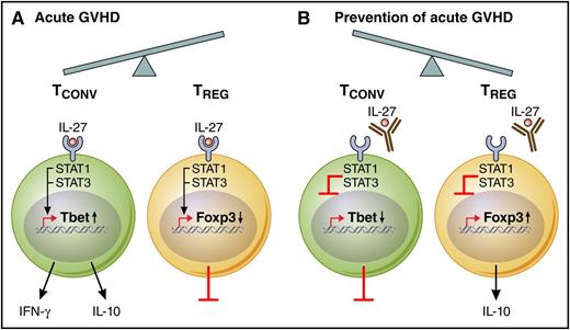 IL-27 influences the ratio of conventional T cells (TCONV) to Treg populations during GVHD. (A) During acute GVHD pathogenesis, IL-27 receptor activation induces STAT1/STAT3 signaling, which in turn promotes Tbet transcription factor expression and downstream effector function, including both interferon-γ (IFN-γ) and IL-10 secretion. The shift toward TCONV cells during acute GVHD is further exacerbated by a direct inhibitory effect of IL-27 on Treg cell in vivo stability. (B) Therapeutic mAb blockade of IL-27 reduces acute GVHD by limiting Th1- and Tc1-type TCONV cells, including a reduction in IFN-γ and IL-10 secretion; in reciprocal fashion, anti–IL-27 therapy led to a dramatic increase in inducible Treg cells with preserved IL-10 secretion. Professional illustration by Patrick Lane, ScEYEnce Studios.