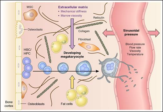 Elements that influence the structural rigidity of the bone marrow microenvironment. Model shows a developing megakaryocyte migrating from the endosteal bone lining to a bone marrow sinusoid. Cellular expansion, polyploidization, and development of the intracellular demarcation membrane system (DMS) are shown, with shedding of platelets from proplatelet extensions within the vessel lumen. Factors that may influence the mechanical forces (block arrows) within bone marrow include marrow fat content, extracellular matrix components (eg, collagen, fibronectin, and vitronectin), and the hydrostatic pressure of sinusoids, which in turn is determined by blood pressure, flow rate, blood viscosity, and temperature. HPC, hematopoietic progenitor cell; HSC, hematopoietic stem cell; MSC, mesenchymal stem cell.