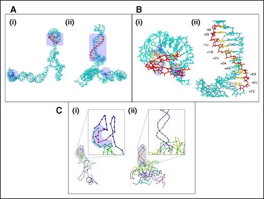 Figure 3. Ab initio models of pre-mRNA and docking analysis. (A) Ab initio structures corresponding to wt (i) and mutated (ii) pre-mRNA sequences generated on iFold. The structure is depicted in stick format and shown in cyan. The mutated residue location is depicted in blue and marked with a lavender-shaded area. Hydrogen bonds are depicted as magenta dots throughout panels A-C. The backbone of the region corresponding to residues that bind to U1 snRNA is red, whereas the bases are yellow. This region is also marked by the lavender-shaded area. (B) Region corresponding to U1 snRNA binding for the wt (i) and mutated (ii) pre-mRNA models at a closer view. Color coding is as observed in panel A. The residues that bind to U1 snRNA are numbered in the mutated sequence structure model. In the wt sequence model, the unbound residues corresponding to U1 snRNA binding are marked with lavender-shaded regions. (C) Coarse-grained depiction of the dock of U1 snRNA over the wt (i) and mutated (ii) pre-mRNA sequence structure. Because the depiction is coarse-grained, the entire model is depicted only as a beaded trace. The trace is blue for the pre-mRNA sequence, with only the region corresponding to U1 snRNA binding shown in red. The different putative U1 snRNA docked structures are colored differently. Because only 1 putative dock was observed for the wt sequence, U1 snRNA is shown as light green in the dock between the U1 snRNA and wt pre-mRNA structures. The inset images provide a closer view of the U1 snRNA binding region on the pre-mRNA structures. The proximal regions in the U1 snRNA and wt pre-mRNA structures are marked by the lavender-shaded area.