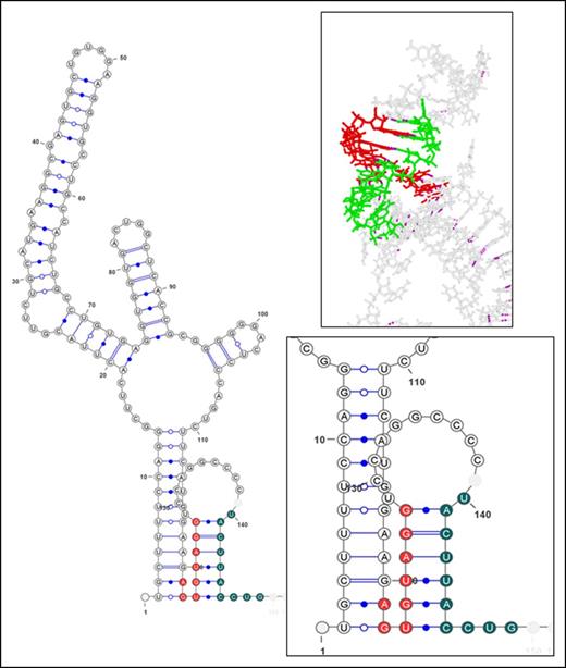 Figure 5. Hypothetical U1 snRNA–pre-mRNA complex structure. The main image represents the secondary structure depiction of the hypothetical U1 snRNA–pre-mRNA complex derived from the RNAcofold server. The inset images show the secondary structure and the tertiary structure generated from the same secondary structure prediction in closer detail. In the secondary structure (lower inset), the residues of U1 snRNA are shown in dark green, whereas the residues of the pre-mRNA participating in the interaction with U1 snRNA are red. The canonical base pairing is shown by lines, whereas noncanonical ones are represented by a blue dot. The tertiary structure (upper inset) is depicted in stick format. U1 snRNA is shown in light green, whereas the pre-mRNA interacting residues are red. The rest of the pre-mRNA is gray.