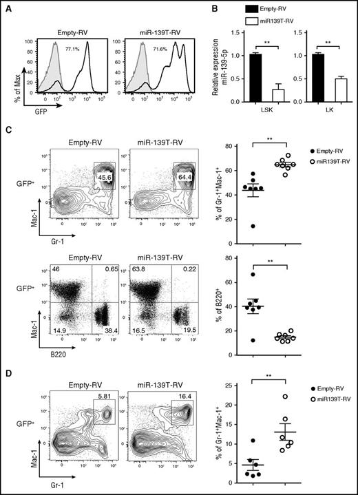 Figure 2. Knockdown of miR-139-5p in HSC/progenitor causes an increase in myeloid lineage cells. (A) The BM of mice reconstituted with HSPCs transduced by empty-RV or miR-139T-RV was analyzed using GFP expression by flow cytometry. The percentage of GFP-positive cells is indicated. Gray, GFP expression in nontransduced control BM from C57BL/6 mice; black line, GFP expression in transduced BM. (B) The expression of miR-139-5p was measured in LSK and Lin−c-Kit+Sca-1− (LK) cells purified from reconstituted mice. Data represent the mean ± SEM (N = 3). (C) Representative flow cytometric analysis of granulocytes (Gr-1+Mac-1+) and B cells (B220+Mac-1−) in the BM gated on GFP-positive populations, with surface markers Gr-1, Mac-1, and B220 (upper panels). Results plotted as average frequency of granulocytes or B cells (right panels). Each individual dot represents 1 mouse. (D) Representative flow cytometric analysis of splenocytes from reconstituted mice, with Gr-1 and Mac-1 (left) and average frequency of Gr-1+Mac-1+ granulocytes (right). Each individual dot represents 1 mouse.