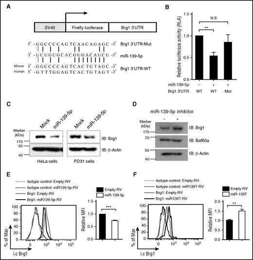 Figure 6. Brg1 is a direct target of miR-139-5p. (A) Schematic representation of luciferase constructs used for reporter assay. The alignment among the binding regions of the miR-139-5p within the Brg1 3′UTR of human and mouse, mutated derivative of Brg1 3′UTR and the paring sites of miR-139-5p, and miR-139-5p sequence is shown. (B) Reporter analysis on HeLa cells transfected with constructs described in the figure. Data represent mean ± SD (N = 3). (C) western blotting of Brg1 expression in miR-139-5p–transfected HeLa (endogenous miR-139-5p expression is not detected) and PD31 (endogenous expression of miR-139-5p is detected) cells. (D) Locked nucleic acid-modified miR-139-5p inhibitor was transfected in PD31 cells, and lysates were prepared for immunoblotting with the indicated antibodies. Data are representative of 2 independent experiments. (E) Intracellular staining of Brg1 expression in LSK cells from reconstituted mice expressing miR-139-5p-RV (left). Bar graph represents relative mean fluorescence intensity (MFI) of Brg1 (N = 3, right). (F) Intracellular staining of Brg1 expression in LSK cells from miR-139-5p–knockdown mice. Bar graph represents relative MFI of Brg1 (N = 3, right).