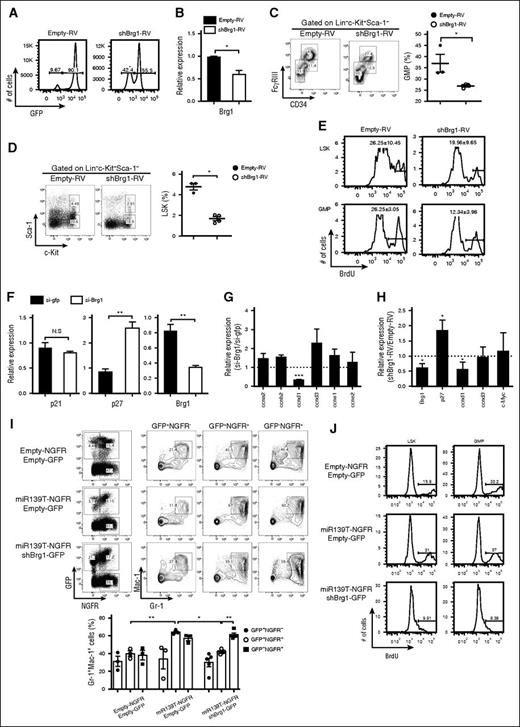 Figure 7. Brg1 regulates the proliferation in hematopoietic progenitors. (A) The BM of mice reconstituted with HSPCs transduced of empty-RV or shBrg1-RV was analyzed using GFP expression by flow cytometry. (B) Brg1 expression in LSK cells was measured using quantitative RT-PCR analysis (N = 3). (C) Representative profiles of lineage-committed progenitors with surface expression of CD34 and FcγRIII in LK population from Brg1-knockdown mice. Average frequency of GMP (CD34+FcγRIIIhi) in LK subsets is depicted (right). (D) Representative flow cytometric profiles of LSK (Lin−c-Kit+Sca-1+) and LK (Lin−c-Kit+Sca-1−) subpopulations (left) and average frequency of LSK subsets in Brg1-knockdown mice (right). (E) BrdU-positive cells were analyzed in LSK and GMP subsets. Data are representative of 2 independent experiments. (F) Expression of p21, p27, and Brg1 was measured in K562 cells treated with short interfering (siRNA) targeting Brg1. Data represent mean ± SEM (N = 3). (G) Expression of cell cycle–related genes was analyzed in K562 cells treated with siRNA targeting Brg1. Results are presented relative to those of cells transfected with control siRNA targeting GFP (N = 3). (H) Gene expression was analyzed in LSKs purified from Brg1-knockdown mice. Results are presented relative to those of cells transfected with control siRNA targeting GP (N = 3). (I) Representative flow cytometric analysis (upper panels) and average frequency of granulocytes (lower panels) in the BM from reconstituted mice as described in the figure. Upper panels, empty-NGFR and empty-GFP; middle panels, miR-139T-NGFR and empty-GFP; lower panels, miR-139T-NGFR and shBrg1-GFP. (J) Cell proliferation was analyzed in the subsets of LSK and GMP of reconstituted mice as described in the figure using 5-bromo-2′-deoxyuridine (BrdU) pulse labeling. Data are representative of 2 independent experiments.