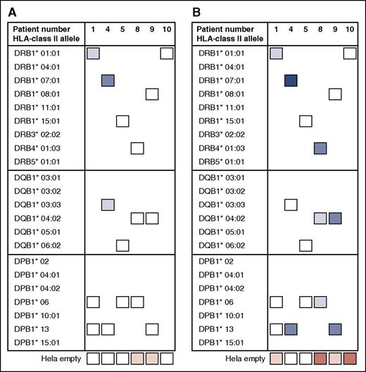 Figure 4. Alloreactivity of post-dUCBT blood T cells toward third party HLA class II molecules. (A) PBMCs from 6 patients (patients 1, 4, 5, 8, 9, and 10) were propagated toward 1 to 7 mismatched alleles per patient (as specified in Figure 2A) and subsequently assayed toward a third party allele of the same family (as specified in the left column). The mean value of response of 1 to 4 observations per allele per patient is presented. The level of response was as follows: DR alleles, FI = 2.2 (median; range, 1.4-5.1; n = 6); DQ alleles, FI = 2.3 (median; range, 0.2-4.4; n = 4); DP alleles, FI = 1.5 (median; range, 0.2-2.8; n = 6). (B) PBMCs from 6 patients were propagated toward third party alleles (as specified in the left column) and assayed toward the same third party allele (Figure 2A). The level of response was as follows: DR alleles, FI = 3.3 (median; range, 1.3-21.2; n = 6); DQ alleles, FI = 3.9 (median; range, 1.4-8.8; n = 4); DP alleles, FI = 3.0 (median; range, 1.3-18.6; n = 6). The level of reactivity toward (empty) HeLa cell: median %CD137+/CD4+, 6.8 (range, 2.0-15.0; n = 11).