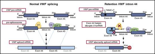 Schematic of predicted effect on VWF splicing by the synonymous VWF c.7464C>T variant. (Left) Normally splicing begins with transcription of a VWF pre-mRNA (partial cartoon of VWF exons 44-45 shown on top), followed by docking of U1snRNA (yellow) for the 5′ (donor) splice site during pre-spliceosome formation (middle) and multiple intermediate steps (spliceosome assembly, catalysis, intron lariat formation; not shown); completion of splicing results in spliced mRNA (bottom). (Right) In silico model predicted effect of the synonymous VWF substitution c.7464C>T in exon 44 (dark star) shown transcribed in the pre-mRNA (top); the c.7464C>T variant is predicted to cause a hairpin in the secondary RNA structure (hash-marked exon) disrupting the VWF exon 44 5′ss U1snRNA docking site (red Xs); the failure of U1snRNA to dock would result in retention of VWF intron 44 sequence and an abnormal and prematurely truncated VWF protein.