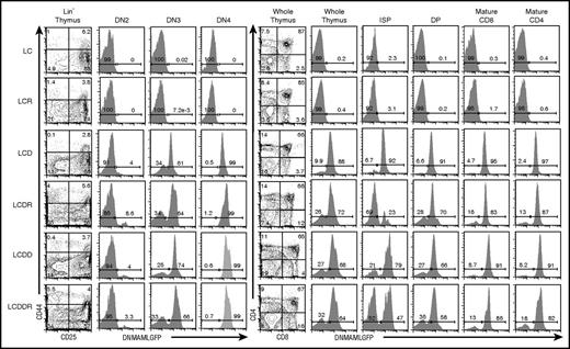 Figure 1. The pan-Notch inhibitor DNMAML-GFP is expressed in most T cells beginning at the DN3 stage. Flow cytometric analysis of DN T-cell development and DNMAML-GFP expression in DN2 (CD44+CD25+Lin−), DN3 (CD44−CD25+Lin−), and DN4 (CD44−CD25−Lin−) subsets at 5 to 7 weeks of age in the 6 different mouse strains used in the study (Table 1). Flow cytometric analysis of thymic development beyond the DN T-cell stage and expression of the DNMAML-GFP genetic inhibitor in ISP (CD8+TCRβ−), DP (CD4+CD8+), mature CD8 (CD8+TCRβ+), and mature CD4 (CD4+TCRβ+) subsets in the 6 different mouse strains used in the study. See supplemental Figure 1 for absolute numbers.