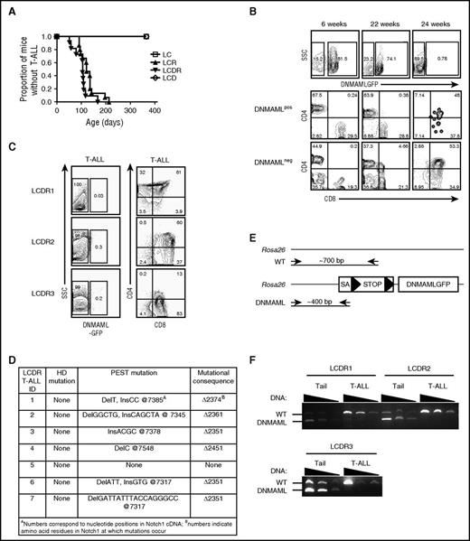 Figure 2. Escape from Notch suppression by heterozygous DNMAML-GFP occurs frequently during T-ALL development. (A) Survival curve showing the fraction of LC (N = 5 mice), LCR (N = 15), LCDR (N = 11), and LCD (N = 6) mice developing T-ALL over time. (B) Flow cytometric analysis of peripheral blood leukocytes showing expression of DNMAML-GFP of a representative LCDR mouse. Both DNMAML-GFP+ and DNMAML-GFP− (internal negative control) subsets were analyzed for immature T-cell blasts using CD4 and CD8 markers at 6 weeks, 22 weeks, and 24 weeks of age. (C) Flow cytometric analysis of thymic lymphomas of 3 representative LCDR mice with T-ALL showing expression of DNMAML-GFP, CD4, and CD8. (D) DNA sequence analysis of endogenous Notch1 in thymic lymphomas of 7 LCDR mice with T-ALL. Mutations in the HD and PEST domains are shown in addition to the mutational consequence in the protein. Mutations were detected upon morbidity at 110 days (total average) of age, 107 days (LCDR1), 105 days (LCDR2), 80 days (LCDR3), 167 days (LCDR4), and 90 days (LCDR6). (E) Genomic PCR strategy to determine the presence of DNMAML-GFP at the ROSA26 locus. The DNMAML-GFP (“DNMAML”) allele generates a ∼400-bp fragment whereas the WT allele generates a ∼700-bp fragment. (F) Genomic PCR analysis of 3 thymic lymphomas for the DNMAML-GFP and WT alleles at the ROSA26 locus. cDNA, complementary DNA; ID, identification; SA, splice acceptor.