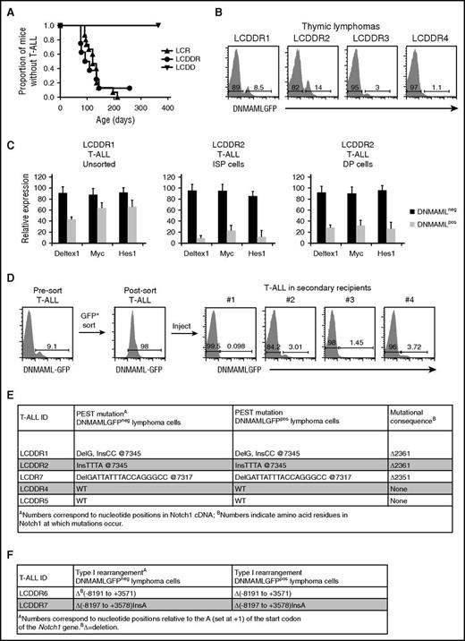 Figure 3. Escape from Notch suppression by homozygous DNMAML-GFP occurs frequently during T-ALL development. (A) Survival curve showing the fraction of LCR (N = 15), LCDDR (N = 8), and LCDD (N = 6) mice that develop T-ALL over time. (B) Flow cytometric analysis of thymic lymphomas of 4 representative LCDDR mice with T-ALL showing loss of expression of DNMAML-GFP. (C) Quantitative real-time polymerase chain reaction analysis for expression of Notch1 target genes (Deltex1, Myc, and Hes1). For the LCDDR1 tumor, messenger RNA (mRNA) of DNMAML-GFP+ cells is compared with mRNA of DNMAML-GFP− cells. For the LCDDR2 tumor, mRNA of DNMAML-GFP+ cells is compared with mRNA of DNMAML-GFP− cells of sorted ISP cells (CD8+TCRβ−) or DP cells (CD4+CD8+). (D) Thymic lymphoma cells from LCDDR mice were enriched for cells expressing DNMAML-GFP and transferred to lethally irradiated recipients. DNMAML-GFP expression was analyzed by flow cytometry in presort T-ALL cells, postsort T-ALL cells, and T-ALL cells in 4 representative secondary recipients. (E-F) DNA sequence analysis of (E) exon 34 (where PEST mutations occur; 4 LCDDR mice and 1 LCDR mouse) or (F) the 5′ region of endogenous Notch1 (where type I rearrangements occur16; 2 LCDDR mice) in thymic lymphomas sorted for DNMAML-GFP+ and DNMAML-GFP− subpopulations.
