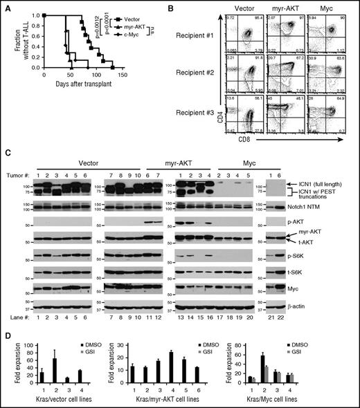 Figure 5. Ectopic expression of Myc, but not myr-AKT, bypasses the need for Notch activation and generates lymphomas resistant to Notch inhibition. Lethally irradiated LC recipient mice were reconstituted with 5FU-treated donor LCR BM cells after transduction with retroviral supernatants expressing empty vector (N = 8), myr-AKT (N = 7), or Myc (N = 7). (A) Kaplan-Meier curve showing fraction of mice without T-ALL after BMT. P values (log-rank test) were <.0001 (vector vs myr-AKT), .0012 (vector vs Myc), and not significant (n.s.) (myr-AKT vs Myc). (B) Flow cytometric analysis of CD4 and CD8 expression of vector, myr-AKT, and Myc-transduced thymic lymphomas. (C) Western blot analysis of vector, myr-AKT, and Myc-transduced T-ALLs (for antibodies and blotting procedures, see “Methods”). ICN1, staining observed with an antibody against the V1744 epitope, which only recognizes the γ-secretase cleaved ICN1; Notch1 NTM, staining observed with an antibody against the C-terminal region of Notch1, which recognizes the furin-processed NTM; p-AKT, staining observed with an antibody specific for AKT phosphorylated on S473; p-S6K, staining observed with an antibody specific for S6K phosphorylated on Thr389; t-AKT, total AKT; t-S6K, total S6K. The arrow indicates ICN1 likely resulting from 5′ rearrangements or other mutations as described in “Results.” The multiple bands within the brackets likely result from combined PEST mutations and 5′ rearrangements or other mutations as described in “Results.” (D) Primary T-ALL cell lines derived from vector, myr-AKT, and Myc T-ALLs were cultured ex vivo for 3 weeks. These cell lines were then treated with GSIs (1 μM JC-19) for 6 days and counted on day 6. Fold expansion was calculated based on the initial day 0 cell counts. DMSO, dimethyl sulfoxide.