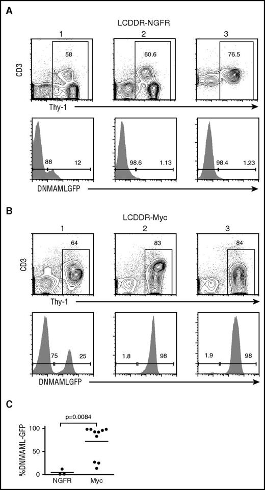 Figure 6. Ectopic Myc expression counters the loss of DNMAML-GFP expression in LCDDR tumors. Lethally irradiated LC recipient mice were reconstituted with 5FU-treated donor LCDDR BM cells after transduction with empty NFGR vector (negative control) or Myc-IRES-NGFR vector expressing retrovirus. The resulting splenic lymphoma cells in NGFR-transduced (A) and Myc-transduced (B) mice were analyzed for Thy-1 and CD3ε expression by flow cytometry. Three representative tumors are shown. DNMAML-GFP expression within the Thy-1+ gate is also shown and displayed as a scatterplot (C). P value was .0084 for the NGFR vs Myc comparison (Student t test).
