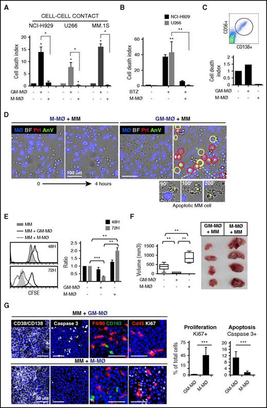 Figure 1. M1-MØ are cytotoxic to MM cells and inhibit MM cell proliferation and tumor development in vivo. (A) The indicated MM cell lines were cultured alone or in the presence of GM-MØ or M-MØ for 3 days. Cell death was measured and normalized by MM cell spontaneous death. Data represent mean ± standard error of the mean (SEM) of 6 independent experiments with different MØ donors. (B) MM cells were cultured for 72 hours in the absence or presence of M-MØ, and cell death was induced with bortezomib (10 nM) (n = 3 MØ donors). (C) Cell death analysis of patient CD138+ MM BM cells (dot plot) cultured alone or with GM-MØ or M-MØ (48 hours). (D) NCI-H929 cells were cocultured with GM-MØ or M-MØ (stained with CFSE; blue) and live-imaged for 4 hours. First and last frames are shown (bright field images). Rapid acquisition of AnV (green)/PI (red) staining represents necrotic cells (red circles). Blebbing-apoptotic cells are circled in yellow, and one magnified case is indicated (asterisks). Scale bars, 100 μm. (E) MM cell proliferation (CFSE dilution method) in the presence of GM-MØ or M-MØ. A representative experiment is shown on the left, and mean fluorescence intensity (MFI) values of 3 independent MØ donors normalized by NCI-H929 cultured alone are shown on the right. (F-G) NCI-H929 cells were injected (subcutaneously) alone or mixed with GM-MØ or M-MØ (1:1) in the flank of NSG mice. After 10 days, mice were sacrificed for tumor volume evaluation (F) and confocal microscopy analysis (G) by determining CD138/CD38, caspase 3, F4/80, CD163, and cd45, and Ki67 labeling. Scale bars, 50 μm. Percentage of proliferating (Ki67) and apoptotic cells (active caspase 3) along intratumoral areas is represented on the right. Data show media ± SEM of at least 4 mice per group. *P < .05; **P < .01; ***P < .001. (D,G) Scale bars as indicated.