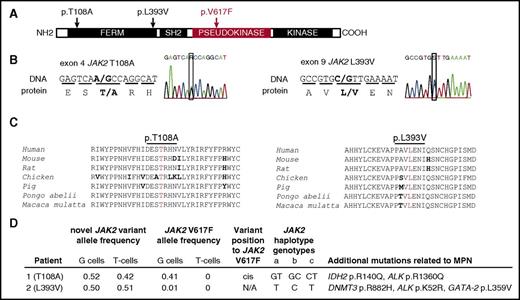 Figure 1. Clinical and molecular features of 2 PV patients with germ line JAK2 mutations, T108A and L393V. (A) The schematic structure of the JAK2 domains with depicted locations of T108A and L393V mutations and V617F. (B) Sequencing analysis of germ line JAK2 mutations, causing an amino acid substitutions at codon 108 (threonine to alanine, p.T108A, c.A322G, novel mutation) and codon 393 (leucine to valine, p.L393V, c.C1177G, rs2230723; G allele presented in 1% of the population). (C) Alignment of amino acid sequences of JAK2 residues 93 to 125 and 379 to 407 (human JAK2 nomenclature) from different species shows highly conserved pattern. Conserved residues are colored in black, differences are in bold, and the residues at which the mutation occurs are in red. (D) The mutational screening was determined by whole exome sequencing (details published elsewhere4,8). G cells, granulocytes; T cells, CD3+ T lymphocytes. The chromosomal position of new mutation toward V617F was determined by cDNA cloning, followed by Sanger sequencing. JAK2 GGCC haplotype represents a set of single nucleotide polymorphisms (SNPs) that are associated with a predisposition to MPN.24 JAK2 GGCC haplotype was determined using polymerase chain reaction and TaqMan SNP assay on demand: (a) rs3780367, C_27515396_10, G/T, intron 10; (b) rs10974944, C_31941696_10, G/C, intron 12; (c) rs12343867, C_319416 89_10, C/T, intron 14. Several other acquired mutations that may have contributed to their MPN pathogenesis and clinical course were found in both patients. The allele frequencies of these mutations in patients’ granulocytes were as follows: IDH2 p.R140Q, 0.43; ALK p.R1360Q, 0.14; DNMT3 p.R882H, 0.31; ALK p.K52R, 0.13; GATA-2 p.L359V, 0.19 (sequencing, annotation, and validation details published elsewhere4,8).