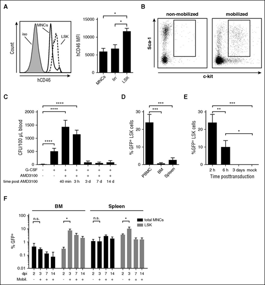 Figure 1. In vivo transduction of mobilized HSPCs with a first-generation Ad5/35++ vector after mobilization. (A) hCD46 expression on BM total MNCs, lineage-depleted BM cells (Lin−), and LSK cells from hCD46tg mice. Representative hCD46 flow cytometry analysis with MNC (solid black) and LSK cells (dashed black) (left). The gray curve represents MNCs stained with an isotype-matched control. hCD46 MFI on MNCs, Lin−, and LSK cells (right). N = 3. *P < .05, after one-way analysis of variance (ANOVA) with Tukey’s multiple comparison test. (B) Mobilization of LSK cells in hCD46tg mice by SC G-CSF injection for 4 days, followed by a single SC injection of AMD3100 on day 5. Forty minutes after the AMD3100 injection, PBMCs were harvested and analyzed by flow cytometry for LSK cells. Representative plots of nonmobilized and mobilized mice are shown. (C) Analysis of HSPC mobilization based on CFU formation. PBMCs were collected before onset of mobilization treatment, before injection of AMD3100, 40 minutes and 3 hours after the AMD3100 injection, as well as on days 3, 7, and 14 after mobilization. The collected cells were subjected to CFU assays and colonies were enumerated 12 days after plating. Shown are mean ± standard deviation (SD), colonies normalized to a blood volume of 100 μL. N = 3. (D) A total of 4 × 1010 vp of the first-generation Ad5/35++-GFP vector was IV injected 40 minutes after AMD3100. To alleviate release of pro-inflammatory cytokines associated with IV Ad vector injection, animals received dexamethasone (10 mg/kg) IP 16 hours and 2 hours before virus injection. Early transduction was analyzed by harvesting PBMCs, BM, and spleen cells at 2 hours after virus injection, and culturing them for 48 hours to allow for GFP expression. Shown is the percentage of GFP+ cells in the LSK cell fractions (analyzed by flow cytometry). N = 3. (E) Animals were mobilized and injected with Ad5/35++-GFP as before. Animals were euthanized and PBMCs collected at 2 hours and 6 hours after transduction. The cells were cultured for 48 hours to allow for GFP expression. Shown is the percentage of GFP+ LSK cells. In addition, GFP expression in peripheral blood LSK cells was analyzed at 3 days after transduction, without culturing of the cells. Unmobilized, untransduced animals were used as controls (mock). N = 3. (F) Animals were mobilized and injected with Ad5/35++-GFP as before. Transduction was analyzed by harvesting BM and splenic cells at day 3, 7, and 14 after Ad5/35++-GFP injection. Nonmobilized control animals were euthanized 2 days after infection. Shown is the percentage of GFP+ cells within total MNCs, and LSK cells in the BM and spleen. N = 3. Values represent means ± SD. *P < .05; **P < .01; ***P < .001; ****P < .0001, after unpaired Student t test comparing nonmobilized controls with animals euthanized 3 days after transduction. dpi, days postinfusion; Iso, isolated; MFI, mean fluorescence intensity; Mobil, mobilized; n.s., not significant.