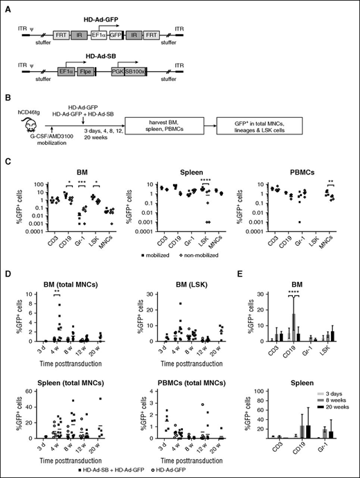 Figure 2. Stable in vivo HSPC transduction with integrating HD-Ad5/35++ vectors. (A) Vector genome structure. The transposon vector (HD-Ad–GFP (left) carries an Ef1α-driven GFP expression cassette that is flanked by inverted transposon repeats and frt sites. The second vector (HD-Ad–SB) (right) provides both Flpe recombinase and SB100× transposase in trans. Both are HD vectors containing the affinity-enhanced Ad35++ fiber knob. (B) Experimental design of the study demonstrating in vivo HSPC transduction with HD-Ad vectors. hCD46tg mice were mobilized and IV injected with HD-Ad–GFP (2 injections, each 2 × 1010 vp) or a 1:1 mixture of HD-Ad–GFP plus HD-Ad–SB (2 injections, each 4 × 1010 vp). Groups of mice were euthanized at 3 days, 4, 8, 12, and 20 weeks after injection, and BM cells, splenocytes, and PBMCs were harvested. GFP expression in total MNCs (for BM, spleen, and PBMC) and BM LSK cells was analyzed by flow cytometry. (C) Mobilized and nonmobilized hCD46tg animals were injected with HD-Ad–SB + HD-Ad–GFP. BM cells (left), splenocytes (middle), and PBMCs (right) were collected 3 days after transduction, and expression of GFP in different lineages as well as LSK cells and total MNCs were analyzed via flow cytometry. N = 5. *P < .05 after two-way ANOVA with Bonferroni posttesting.**P < .01; ***P < .001; ****P < .0001. (D) GFP expression in total BM (upper left), spleen (lower left), and peripheral blood MNCs (lower right), as well as BM LSK cells (upper right). Circles represent animals injected with HD-Ad–GFP only (N = 6). Squares represent animals injected with HD-Ad–GFP + HD-Ad–SB euthanized at 3 days (N = 5), 4 (N = 10), 8 (N = 10), 12 (N = 11), and 20 weeks (N = 5) after transduction. Each data point represents a single animal. **P < .01. (E) GFP marking in hematopoietic lineages of BM and spleen. Animals were euthanized 3 days as well as 8 and 20 weeks after transduction, and GFP expression in different lineages was analyzed via flow cytometry. Shown is the mean ± SD percentage of GFP+ cells in the indicated lineages. ****P < .0001. Some of the data, eg, the decrease in GFP+/CD19+ cells and the increase in GFP+/Gr-1+ cells in the BM between weeks 8 and 20 cannot be readily explained. ITR, inverted terminal repeats; PGK, phosphoglycerate kinase.