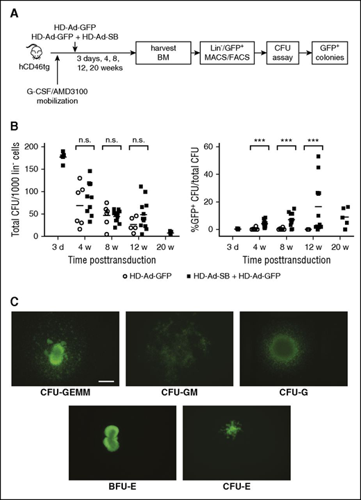 Figure 3. In vivo transduction of HSPCs with CFU potential. hCD46tg animals were mobilized and in vivo transduced with HD-Ad–GFP (n = 6 for 4 and 8 weeks, and n = 5 for 12 weeks after transduction) alone or with a combination of HD-Ad–GFP and HD-Ad–SB (n = 5 for 3 days, n = 10 for 4 weeks, n = 12 for 8 and 12 weeks, and n = 5 for 20 weeks post-transduction). Animals were euthanized 3 days, 4, 8, 12, or 20 weeks after transduction, BM cells were isolated, lineage depleted via MACS, and followed by the collection of GFP+ cells via fluorescence-activated cell sorting. Cells were then plated in CFU assays and colonies were scored 12 days after plating. (A) Experimental design. (B) Total colonies formed per 1000 plated Lin− cells (left) and percentage of GFP+ colonies among total CFUs (right). Shown are single animals as well as group means. (Open circles, HD-Ad-GFP; filled squares, HD-Ad-SB + HD-Ad-GFP.) Two-way ANOVA with Bonferroni posttesting for multiple comparisons = n.s. ***P < .001. (C) GFP expression in progenitor colonies. Examples for GFP+ erythroid burst-forming units, CFUs of erythroid progenitors (erythroid CFU), granulocyte progenitors, granulocyte/macrophage progenitors, and multipotential progenitor cells (granulocyte, erythrocyte, monocyte, and megakaryocyte CFUs) are shown. The scale bar is 500 μm. No specific feature within images shown in panel C was enhanced, obscured, moved, removed, or introduced. BFU-E, erythroid burst-forming unit; CFU-E, erythroid CFU; CFU-G, granulocyte CFU; CFU-GEMM, granulocyte, erythrocyte, monocyte, and megakaryocyte CFU; CFU-GM, granulocyte/macrophage CFU; MACS, magnetic-activated cell sorting; n.s., not significant.