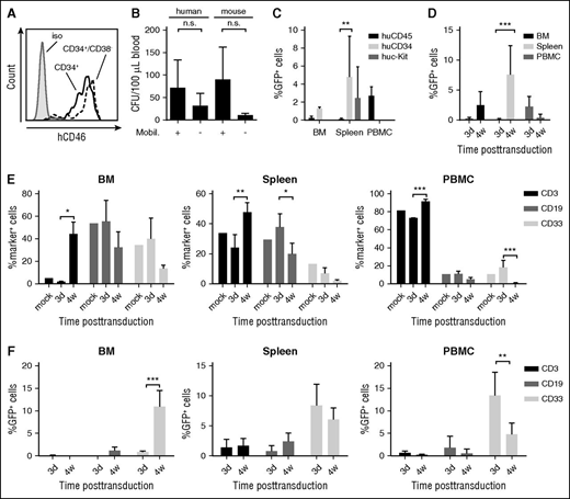 Figure 7. HSPC in vivo transduction in a humanized mouse model. (A) CD46 MFI on human CD34+ and CD34+/CD38− cells derived from umbilical cord blood MNCs. (B-D) In vivo studies in humanized mice. NOG mice received whole body irradiation and were transplanted with human CD34+ cells. Six weeks after transplantation, successful engraftment was confirmed by huCD45 flow cytometry of PBMCs. Animals were then mobilized and injected with HD-Ad–SB + HD-Ad–GFP. (B) Mobilization of human HSPCs. PBMCs were collected 90 minutes after AMD3100. PBMCs were plated in CFU assays in the presence of human or murine cytokines. Total CFU were enumerated 12 days after plating. N = 2. Differences between mobilized and nonmobilized animals were not statistically significant after unpaired Student t tests. (C) GFP expression in total human CD45+ cells and in HSPCs (CD34+ or c-Kit+ cells) in the BM, spleen, and PBMCs 3 days after HD-Ad–SB + HD-Ad–GFP injection into mobilized mice. N = 2. **P < .01 after one-way ANOVA with Bonferroni posttesting. (D) GFP expression in human (hCD45+) cells in the BM and spleen at day 3 (N = 4) and week 4 (N = 7) after in vivo transduction with HD-Ad–SB + HD-Ad–GFP. Values represent mean ± SD. ***P < .001 after one-way ANOVA with Bonferroni posttesting. (E-F) Lineage composition of hematopoietic tissues and transgene expression in hematopoietic lineages following HSPC in vivo transduction. Humanized NOG mice were mobilized and injected with HD-Ad–SB + HD-Ad–GFP as before. Animals were euthanized at 3 days (n = 2) or 4 weeks (n = 3) after transduction, and expression of GFP and lineage surface markers was assessed via flow cytometry. (E) Expression of hematopoietic lineage surface markers after HSPC in vivo transduction in the BM, spleen, and peripheral blood. An unmobilized, untreated, humanized NOG animal was used as control (mock). Shown are mean ± SD. (F) GFP expression in hematopoietic lineages at 3 days and 4 weeks after HSPC in vivo transduction. Shown are mean ± SD. *P < .05 following two-way ANOVA with Bonferroni posttesting. **P < .01; ***P < .001. iso, isolated; n.s., not significant; mobil, mobilized.
