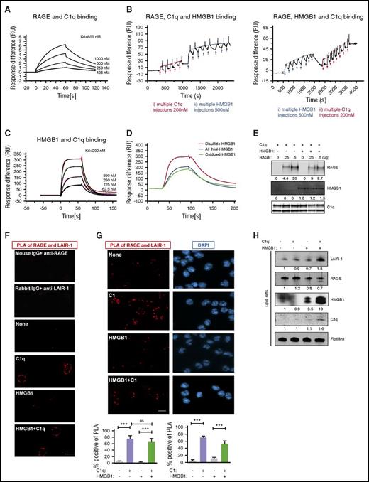 Figure 3. C1q, HMGB1, RAGE, and LAIR-1 form a multimolecular complex in lipid rafts. (A) SPR assay of C1q and RAGE binding; KD = 855 nM. Experiments were repeated 3 times. (B) SPR assay of RAGE-C1q-HMGB1 trimolecular complex. RAGE (500 nM) was immobilized onto a CM5 chip and the first analyte (C1q, 200 nM) was added to saturation. HMGB1 (500 nM) was added to the RAGE-C1q complex in multiple pulses (left). Alternatively, HMGB1 was added to immobilized RAGE until the chip was saturated, followed by C1q in multiple pulses (right). N = 3. (C) SPR assay for HMGB1 and C1q binding; KD = 200 nM. N = 4. (D) SPR assay of HMGB1 in different redox states and C1q binding. C1q (200 nM) was immobilized onto a CM5 chip, and disulfide-, all thiol-, or oxidized-HMGB1 (500 nM) was added. N = 3. (E) C1q-coated beads were incubated with saturating amounts of HMGB1, followed by 250 ng or 500 ng of RAGE. Complexes were analyzed by western blot using anti-RAGE, anti-Cbp tag antibody for HMGB1 or infrared-labeled streptavidin for biotinylated-C1q. N = 3. ***P < .001 (one-way ANOVA). (F) Human monocytes were treated with HMGB1 (3 μg/mL) in the absence or presence of C1q (25 μg/mL) for 15 minutes at 37°C. Colocalization of LAIR-1 and RAGE on the plasma membrane was assessed by PLA. Red dots (PLA positive), representing colocalization of RAGE and LAIR-1, are only seen in the presence of C1q, with or without HMGB1. Percentage of PLA-positive cells in total cells was counted in several random fields in 3 independent experiments. (G) PLA assay using C1 (25 μg/mL) complex instead of C1q. N = 3. (H) Lipid raft fractions from monocytes treated with HMGB1 (3 μg/mL), in the absence or presence of C1q (25 μg/mL), for 15 minutes at 37°C were concentrated and analyzed by western blot for LAIR-1, RAGE, HMGB1, C1q, or Flotillin1 as a lipid raft marker. N = 3. DAPI, 4′,6-diamidino-2-phenylindole.