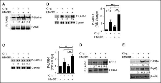 Figure 4. C1q dephosphorylates RAGE and recruits SHP-1 to LAIR-1. Human monocytes were treated with C1q (25 μg/mL) and/or HMGB1 (3 μg/mL) for 15 minutes at 37°C. (A) Total cell lysates were subjected to immunoprecipitation with antibodies to RAGE followed by immunoblotting with antibodies specific for phosphoserine (top) or RAGE (bottom). Numbers indicate the relative signal intensity. N = 3. (B) Total cell lysates were subjected to immunophosphorylation array to observe the phosphorylation of LAIR-1 ITIM motifs. Relative quantification of phosphorylation of LAIR-1 was normalized to control spots (relative fold induction) from 4 independent experiments. (C) Human monocytes were treated with C1 complex (25 μg/mL) and/or HMGB1 (3 μg/mL) for 15 minutes at 37°C. Immunophosphorylation array was performed to observe the phosphorylation of LAIR-1 ITIM motifs. N = 3. *P < .05; **P < .01; ***P < .001 (one-way ANOVA). (D) Total cell lysates were immunoprecipitated with antibodies to LAIR-1 followed by immunoblotting with antibodies for SHP-1 (top) or LAIR-1 (bottom). N = 4. (E) Human monocytes were treated with HMGB1 and/or C1q for 3 hours, and cell lysates were subjected to immunoblotting with antibodies for activated IKKα (P-IKKα, top), p65 (P-p65, middle), or β-actin. N = 3.