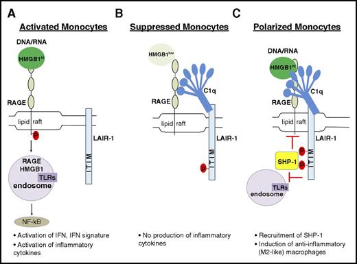 Figure 7. Model showing how C1q utilizes a natural pathway to dampen inflammation. (A) DNA/RNA-associated HMGB1 is internalized and activates endosomal TLRs, leading to downstream activation of NFκB to induce proinflammatory macrophages. (B) In the presence of C1q without inflammation (basal levels of HMGB1), C1q and LAIR-1 signaling prevents proinflammatory cytokine production. (C) In inflammation with high levels of HMGB1, C1q mediates differentiation of anti-inflammatory macrophages by crosslinking RAGE and LAIR-1 in lipid rafts to facilitate SHP-1 binding to LAIR-1 via phosphorylated ITIMs. Activated SHP-1 may suppress directly or indirectly the pathways downstream of RAGE activation.