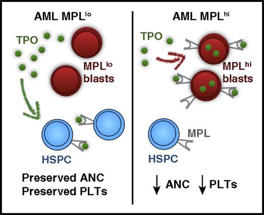 Proposed mechanism for MPL scavenging of TPO leading to neutropenia and thrombocytopenia in AML. PLTs, platelets. The figure has been adapted from Figure 2 in the article by Rauch et al that begins on page 2253.