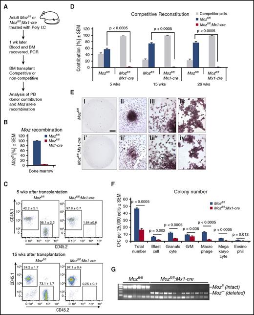 Figure 1. Acute deletion of Moz results in the complete absence of transplantable HSCs. (A) Experimental design. Bone marrow from donor Mozfl/fl;Mx1-cre (n = 6) and control Mozfl/fl (n = 6) mice were used. Each donor bone marrow sample was transplanted into 3 recipients. (B) Genomic Moz deletion efficiency was 95.8 ± 3.2% in animals used in A assessed by qPCR; the residual 4.2% unrecombined alleles were derived from nonhematopoietic and interferon unresponsive cells. (C) Flow cytometric analysis of peripheral blood of recipient mice 5 and 15 weeks after competitive transplantation (1:4 ratio of competitor to test cells). (D) Quantitation of donor contribution to the peripheral blood of lethally irradiated mice at 5, 15, and 26 weeks after competitive transplantation. Note the absence of contribution from Mozfl/fl;Mx1-cre bone marrow cells after 15 and 26 weeks. (E) Moz-deleted bone marrow contains myeloid colony-forming cells, albeit at reduced numbers. Mozfl/fl (i-iv) and Mozfl/fl;Mx1-cre cultures (i′-iv′) are shown after stimulation with SCF, EPO, and IL3. Comparison of typical plates. Note the reduction in colony number in the Mozfl/fl;Mx1-cre cultures (i vs i′). Cultures of both genotypes contain cells with high proliferative capacity (ii vs ii′). Overview of a colony (iii vs iii′). Morphology of macrophages (arrow) and granulocytes (arrowhead) differentiating from cells of either genotype was similar (iv vs iv′). Likewise, morphology of cells (arrows) within blast cell colonies (asterisk) was indistinguishable between genotypes. (F) Enumeration of colonies in Mozfl/fl and Mozfl/fl;Mx1-cre cultures. (G) Genotyping of colonies, showing efficient recombination of the Mozfl/fl allele after poly(I:C) induction of Mx1-driven cre-recombinase. Data are presented as the mean ± standard error of the mean (SEM).