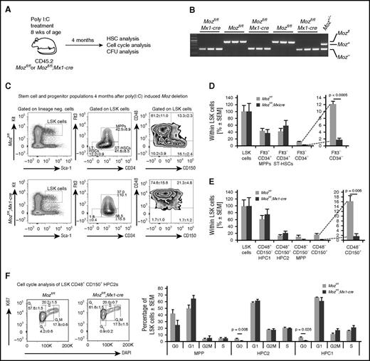 Figure 2. Deletion of Moz results in a substantial reduction in populations with a cell surface phenotype characteristic of HSCs and of cells in G0. (A) Experimental design. Mice were treated with poly(I:C) and then left undisturbed for 4 months to allow recovery from acute inflammation induced by poly(I:C). (B) Examples of PCR genotyping of progenitor colonies from Mozfl/fl and Mozfl/fl;Mx1-cre cultures after stimulation with SCF, EPO, and IL3. Note that myeloid colony-forming progenitors (supplemental Figure 3) are derived from Moz-deleted cells that have existed for 4 months. (C) Flow cytometry plots showing analyses of the LSK-CD34–FLT3– and LSK-CD48–CD150+ populations in Mozfl/fl and Mozfl/fl;Mx1-cre bone marrow cells. (D-E) Quantification of stem cell surface markers by flow cytometry of recipients of Mozfl/fl and Mozfl/fl;Mx1-cre cells. Note the absence of typical LSK-CD34–FLT3– and LSK-CD48–CD150+ populations. (F) Cell cycle analysis of stem/progenitor populations. Note the reduction in the number of cells in G0. Data are presented as the mean ± SEM.
