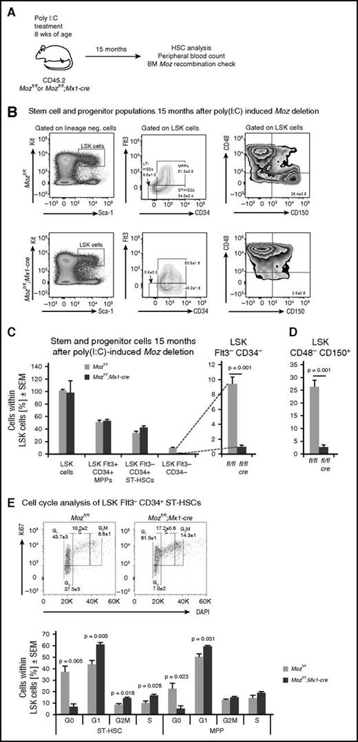 Figure 4. The number of cells with HSC cell surface markers is not restored after 15 months without MOZ. (A) Experimental design. Mice were treated with poly(I:C) and then left undisturbed for 15 months; bone marrow stem cell populations and stage of the cell cycle were then quantitated in 3 Mozfl/fl;Mx1-cre and 3 control Mozfl/fl mice. (B) Flow cytometry plots showing analyses of the LSK-CD34–FLT3– and the LSK-CD48–CD150+ populations in Mozfl/fl and Mozfl/fl;Mx1-cre bone marrow 15 months after poly(I:C) treatment. Note that these are similar to those shown in Figure 2. (C-D) Quantification of stem cell markers by flow cytometry of Mozfl/fl and Mozfl/fl;Mx1-cre bone marrow cells. Note the reduction in typical LSK-CD34–FLT3– and LSK-CD48–CD150+ populations. (E) Cell cycle analysis of stem/progenitor populations. Note the reduction in the number of cells in G0. Data are presented as the mean ± SEM.