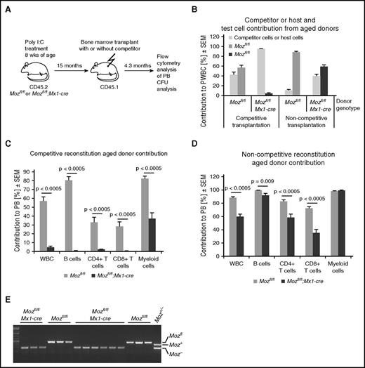 Figure 5. Aged Moz-deleted Mozfl/fl;Mx1-cre bone marrow cells acquire long-term reconstitution capability. (A) Experimental design. Mice were treated with poly(I:C) and then left undisturbed for 15 months prior to transplantation. Peripheral blood was analyzed at 4.3 months after transplantation. (B) Contribution to peripheral blood leukocytes 4.3 months after transplantation, both in the presence of 8-week-old wild-type competitor bone marrow and without competitor (noncompetitive). Note that aged Mozfl/fl control HSCs still have efficient multilineage reconstituting capacity. (C-D) Comparison of contribution of Moz-intact Mozfl/fl or Moz-deleted Mozfl/fl;Mx1-cre transplant to circulating B cells, T cells, myeloid cells, and total white blood cells (WBCs) after transplantation with (C) competitor and (D) without competitor presented as a percentage of CD45.2 (donor) contribution to peripheral blood. (C) Note that Moz-deleted bone marrow contains myeloid repopulating activity, but almost completely lacks lymphoid repopulating activity in competitive transplants. (D) However, the same cell preparations produce extensive multi-lineage contribution in the absence of exogenous competitor. (E) PCR genotyping of myeloid colonies from cultures sorted from the bone marrow of recipients analyzed in D. (E) Genotyping of Moz-intact Mozfl/fl or Moz-deleted Mozfl/fl;Mx1-cre progenitor colonies grown from cells isolated from transplant recipients. CD45.2 (donor) cells were isolated by FACS from primary recipients and cultured in the presence of SCF, EPO, and IL3 (supplemental Figure 10). Examples showing genotyping of large colonies derived from highly proliferative progenitors originally derived from control Mozfl/fl or Mozfl/fl;Mx1-cre mice treated with poly(I:C) almost 2 years earlier. Note that colonies from Mozfl/fl;Mx1-cre contain Moz deleted alleles (Figure 1G). Data are presented as the mean ± SEM.
