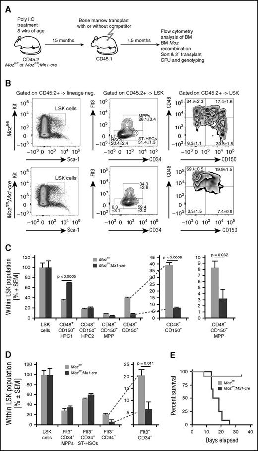 Figure 6. Even after successful reconstitution, aged Moz-deleted Mozfl/fl;Mx1-cre bone marrow cells do not exhibit a typical HSC cell surface phenotype. (A) Experimental design. Mice were treated with poly(I:C) and then left undisturbed for 15 months prior to transplantation (same cohort as in Figure 4). Bone marrow stem cell and progenitor subsets were analyzed 4.5 months after transplantation. (B) Flow cytometry plots showing analyses of the LSK-CD34–FLT3– and the LSK-CD48–CD150+ populations in Mozfl/fl and Mozfl/fl;Mx1-cre bone marrow cells after transplantation. (C-D) Quantification of cells with stem cell surface markers by flow cytometry of recipients of Mozfl/fl and Mozfl/fl;Mx1-cre bone marrow cells. Note the reduction in typical LSK-CD34–FLT3– and the LSK-CD48–CD150+ populations after transplantation. (E) CD45.2 (donor) cells were isolated by FACS from primary recipients and 1 × 106 cells transplanted into lethally irradiated secondary recipients; CD45.2 cells from aged Mozfl/fl control mice were able to rescue recipients with high efficiency. In contrast, recipients of CD45.2 Mozfl/fl;Mx1-cre cells rapidly became moribund. PCR genotyping of progenitor colonies from these bone marrow samples are shown in Figure 5E. Data are presented as the mean ± SEM.