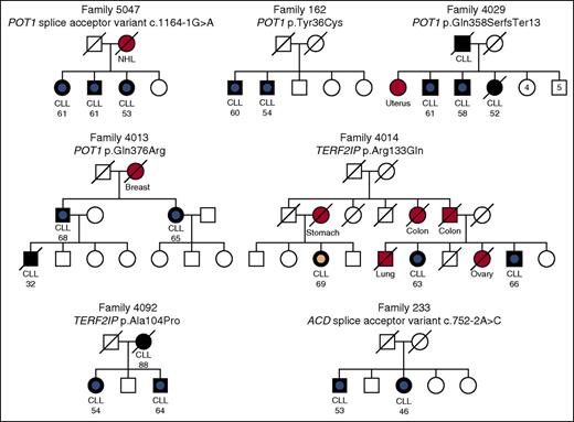 Figure 1. Rare POT1, ACD, and TERF2IP mutations in CLL families. Black-filled symbols indicate CLL cases, other cancers are indicated by a red-filled symbol, and an unfilled symbol indicates an individual with no known cancer. These symbols have a central dot to indicate cases that were exome sequenced. A central blue dot denotes a shelterin gene mutation carrier; a peach dot denotes a WT individual. A line through a symbol indicates that an individual is deceased. Age of diagnosis (in years) is listed for CLL cases. Splice acceptor variants are numbered relative to POT1 transcript NM_015450 and ACD transcript NM_001082486. NHL, non-Hodgkin lymphoma.