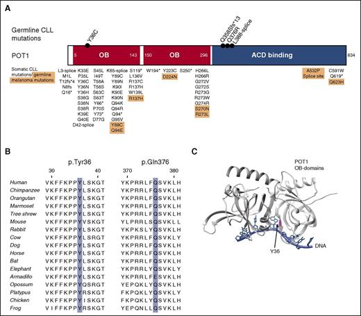 Figure 2. Impact of rare familial mutations on POT1 protein. (A) Schematic showing the position of germ line POT1 mutations identified in CLL families relative to OB domains (red) and ACD binding region (blue). Also shown are somatic POT1 mutations identified in previous studies of CLL patients37,38 (unshaded background) and germ line mutations found in familial cutaneous melanoma39,40 (peach background). (B) Cross-species conservation of POT1 amino acids subject to missense mutation in CLL families. (C) Schematic of the crystal structure of human POT1 N-terminal OB domains bound to a telomeric DNA sequence (PDB 3KJP), illustrating the proximity of tyrosine 36 to the DNA strand. OB domains are shown in gray, DNA in blue, and Tyr.36 is highlighted in magenta.