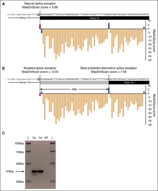 Figure 3. Impact of POT1 splice acceptor site mutation on splicing. (A) Splice acceptor site consensus scores predicted by MaxEntScan24 for each base from the natural POT1 intron 13/exon 14 boundary across exon 14. For clarity, only part of the intron (lower case text above black line) and exon (upper case text above black box) are shown. The predicted score for the unmutated natural splice site (red bar) is also labeled. Positive scores are otherwise marked in blue and negative scores in peach. (B) MaxEntScan splice acceptor consensus scores for the same region based upon the sequence of c.1164-1G>A POT1 mutation carriers. The scores of the mutated natural splice acceptor (pink bar) and the predicted alternative splice site with the highest MaxEntScan score (43 bp downstream) are labeled. The part of exon 14 that would be removed by use of this splice site is indicated by a gray box. (C) Abnormal splicing product detected by RT-PCR using cDNA from a CLL case (Ca) carrying the c.1164-1G>A mutation. This product is absent from control (Co) cDNA. bp, base pairs; L, ladder; NT, no template reaction.