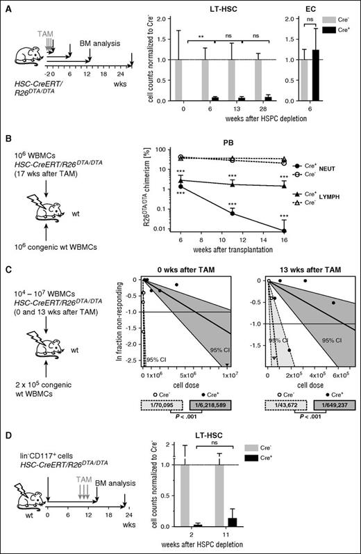 Figure 2. Limited LT-HSC expansion after induced HSPC depletion. (A) HSC-CreERT/R26DTA/DTA mice were TAM-induced (3 × 0.3 mg/g BW within 10 days) and analyzed for BM LT-HSC and EC counts at the indicated time points. Mean absolute LT-HSC/EC number per 2 femora of Cre− mice was set to 1 (means ± SD, n = 3-6 per group). (B) WBMCs from HSC-CreERT/R26DTA/DTA mice isolated 17 weeks after TAM induction (see also supplemental Figure 3A) were transplanted along with B6.CD45.1-competitor WBMCs into irradiated B6.CD45.1/CD45.2 recipients. WBMCs of 3 donors per genotype were each transplanted into 2 recipients. Cre+ or Cre− donor contribution to recipient PB neutrophils (NEUT, CD11b+Gr-1hi) and lymphoid cells (LYMPH, FSCloSSCloCD11b−Gr-1−) were analyzed (means ± SD, experiment representative of 2 individual replicates). (C) Different doses (supplemental Table 1) of HSC-CreERT/R26DTA/DTA (Cre+ or Cre−) WBMCs were transplanted either directly (left data plot) or 13 weeks (right data plot) after TAM induction alongside with B6.CD45.1-competitor WBMCs into irradiated B6.CD45.1/CD45.2 recipients. Sixteen to 22 weeks after transplantation, recipients showing <0.01% multilineage R26DTA/DTA donor repopulation in PB were scored as negative. Frequencies of LT-HSCs and statistics (bottom) were calculated using ELDA software. (D) Irradiated congenic B6.CD45.1/CD45.2 recipients were transplanted with 6 × 104 sorted CD117+lin− BM donor cells from uninduced HSC-CreERT/R26DTA/DTA (Cre+ and Cre−) mice. Ten weeks after transplantation, chimeras were TAM-induced (left) and LT-HSC (LSK CD48− CD150+) numbers in 2 femora were analyzed 2 or 11 weeks after TAM induction (right). Mean absolute LT-HSC number of Cre− was set to 1 (means ± SD, n = 2-4 per group). CI, confidence interval; ln, natural logarithm.