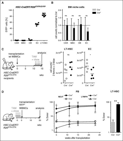 Figure 3. Effects of HSPC depletion on hematopoietic niche cells. (A) HSC-CreERT+R26EYFP/EYFP animals (n = 7-9 per cell population, black bars indicate means) were TAM-treated (4 × 0.2 mg/g BW plus TAM chow) for 4 weeks and BM niche cell subsets were analyzed for EYFP expression. BM LT-HSCs from the same animals served as a positive control for TAM induction. Identification of CXCL12-abundant reticular (CAR) cells, mesenchymal stem/progenitor cells (MSC), osteoblasts (OB), and ECs is shown in supplemental Figure 1C. (B) HSC-CreERT/R26DTA/DTA animals (n = 7-12 per group) were TAM-treated (as described in panel A) and selected BM niche cell subsets were quantified by flow cytometry. Absolute cell numbers from 2 femora and 2 tibiae were determined. Mean population size of Cre− controls was set to 1. Means ± SD are shown. (C) HSC-CreERT+R26DTA/DTA (Cre+) and Cre− control recipients (Cre−) were lethally irradiated and transplanted with 5 × 106 WBMCs from B6.ubiEYFP donors which were wt except for ubiquitous EYFP expression (left). Ten weeks after transfer, chimeras were TAM-induced for 4 weeks (4 × 0.2 mg/g BW plus TAM chow) and absolute numbers of LT-HSCs and ECs per 2 femora and 2 tibiae were determined (right); n = 5 per genotype, black bar mean. (D) HSC-CreERT/R26DTA/DTA recipients (n = 3 to 5 per genotype) were TAM-induced for 4 weeks (4 × 0.2 mg/g BW and TAM chow; see also supplemental Figure 2A,C) and transplanted with 2.5 × 107 WBMCs from B6.ubiRFP donors which were wt except for ubiquitous RFP expression. PB neutrophil (NEUT, CD11b+Gr-1hi) and lymphoid cell (LYMPH, FSCloSSCloCD11b−Gr-1−) chimerism (middle) were monitored thereafter and BM donor chimerism (right) was analyzed 23 weeks after transfer. Experiment is representative of 2 individual replicates.