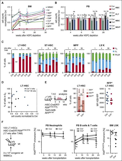 Figure 4. Persistently low LT-HSC numbers do not impair steady-state hematopoiesis. (A) HSC and precursor populations in the BM of TAM-treated HSC-CreERT/R26DTA/DTA mice were analyzed at the indicated time points (as in Figure 2A). Absolute size of populations per 2 femora of Cre+ animals (n = 4-6 per time point) were normalized to the respective mean of Cre− controls (n = 3-5 per time point, not shown), which was set to 1 (dotted line). Means ± SD of Cre+ are shown. (B) Numbers (count per microliter) of WBC and red blood cells (RBC), platelets (PLT), and neutrophils (NEUT) in PB of HSPC-depleted HSC-CreERT+R26DTA/DTA and Cre− controls were determined at different time points after TAM treatment (as in Figure 2A). Cre− control means were set to 1 (means ± SD, n = 3-13 per group). (C) Frequencies (means ± SD are shown) of LT-HSCs, ST-HSCs, MPPs, and LS−K cells in G0, G1, and S/G2/M phase were determined by Ki67 expression and DNA content analysis (see supplemental Figure 1D) 1, 4, and 30 weeks after TAM. Cell-cycle analysis of LT-HSCs isolated from Cre+ mice 1 week after depletion was not possible due to very low abundance of these cells. Only significant results are indicated. (D) Correlation of LT-HSCs in G0 (%) and HSC-depletion efficiency (cell counts normalized to Cre− controls, mean set to 1) from Cre+ individuals 4 (black) and 30 (blue) weeks after TAM induction. (E) HSC-CreERT/R26DTA/rtTA/Col1A1tetO-H2B-RFP/wt mice were TAM-treated (2 × 0.2 mg/g BW) and H2B-RFP expression was induced by Dox treatment. Cre+ (n = 8) and Cre− animals (n = 7) were chased for 6 weeks and H2B-RFP label retention in BM LT-HSCs was analyzed. Frequencies (mean ± SD) of LT-HSCs retaining high (RFPhi) or low (RFPlo) level or complete dilution (RFP−) of H2B-RFP are shown. Median H2B-RFP fluorescence intensities (MFI) of RFP+ LT-HSCs from individual mice are shown (see supplemental Figure 4E for RFP gating of LT-HSCs). (F) One hundred LSK CD48−CD150+CD34−CD135− cells were sorted from individual HSPC-depleted mice (Cre+, n = 8) or controls (Cre−, n = 6) 17 weeks after TAM induction and transplanted together with 3 × 105 B6.CD45.1 competitor WBMCs into lethally irradiated recipients (a single recipient mouse for each donor). Neutrophil, B-cell, and T-cell donor chimerism was measured in PB. Donor chimerism of LSK cells in recipient BM was analyzed 23 weeks after transfer. Means ± SD are shown.
