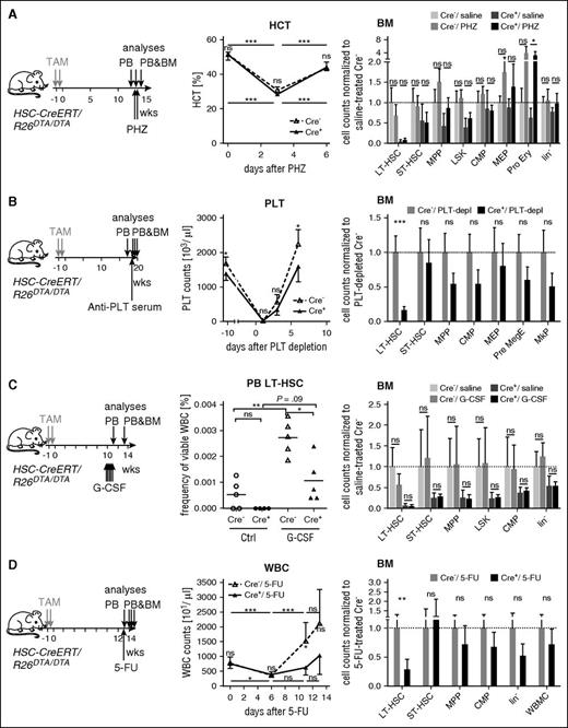 Figure 5. Low HSC numbers are sufficient to meet acutely increased demand for mature blood cells. (A) HSC-CreERT/R26DTA/DTA mice (n = 4-7 per group) were TAM-treated (2 × 0.2 mg/g BW) and 12 weeks later injected with PHZ or saline. PB hematocrit (HCT) was measured directly before PHZ injection and 3 and 6 days afterward (middle). One week after PHZ injection, BM populations from 2 femora were quantified by flow cytometry (right). Mean ± SD, absolute counts from 2 femora were normalized to the mean of saline-treated Cre− controls (dotted line). (B) HSC-CreERT/R26DTA/DTA animals were TAM-treated (2 × 0.1 mg/g BW) and 19 weeks later i.p. injected with antiplatelet serum. Platelet (PLT) counts in PB were measured at the indicated time points before and after platelet depletion. HSC and progenitor populations in the BM were analyzed 6 days after PLT depletion (PLT-depl). Mean ± SD, absolute counts from 2 femora, normalized to the mean of Cre− controls (dotted line). (C) HSC-CreERT/R26DTA/DTA mice (n = 4-5 per group) were TAM-induced and 10 weeks later injected with G-CSF or saline. PB was analyzed 1 day after the last injection for immunophenotypic LT-HSCs (middle). Two weeks after G-CSF treatment BM populations from 2 femora were quantified by flow cytometry (right, normalization and display as in panel A). (D) HSC-CreERT+R26DTA/DTA (Cre+, n = 3-5) and control mice (Cre−, n = 4-9) were TAM-induced (2 × 0.2 mg/g BW) and 13 weeks later injected IV with 5-FU or saline. PB WBC counts of 5-FU–treated mice were determined at the indicated time points (middle data plot, means ± SD, Cre+, red; Cre−, dotted black line). BM populations of HSC-CreERT+R26DTA/DTA and Cre− control mice were measured 13 days after 5-FU injection. Means ± SD are shown; absolute counts from 2 femora were normalized to the mean of 5-FU–treated Cre− controls. For data of saline-treated controls, refer to supplemental Figure 5E. Ctrl, control; MkP, megakaryocyte progenitor; Pre MegE (see Pronk et al32 for description); Pro Ery, proerythroblast.