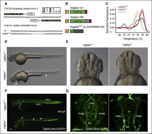 Figure 1. The vegfaabns1 mutants exhibit severe vascular defects. (A) A TALEN was designed to target exon 3 of vegfaa; sequence alignment of the TALEN generated allele. vegfaabns1 has a 10 nucleotide deletion leading to a premature stop codon. (B) Cartoon representation of wild-type (WT) Vegfaa isoforms ∼121 and -165 and Vegfaabns1. Vegfaa-121 consists of a signal peptide and a knot motif, whereas Vegfaa-165 has an additional heparin and Nrp1 binding domain. vegfaabns1 encodes a truncated polypeptide (p.Glu61Metfs*54). (C) Genotyping example of single embryos sampled from a population of vegfaa wt (red), bns1/+ (blue), and bns1/bns1 (green) using high resolution melt analysis (HRMA). (D-E) Brightfield micrographs of 48 hours postfertilization (hpf) WT sibling and vegfaabns1 mutant embryos in lateral and dorsal views. Arrows point to pericardial edema and blood pooling in the tail. (F-G) Confocal micrographs of 48 hpf TgBAC(etv2:EGFP) WT sibling and vegfaabns1 mutant embryos in lateral (F) and dorsal (G) views. Asterisks denote lack of intersegmental vessels (ISVs), axial vessel (F), and reduced central artery (CtA) sprouting (F-G). Bars represent 100 µm.