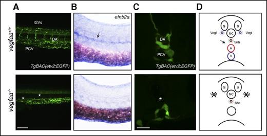 Figure 2. vegfaa is required for arterial differentiation. (A) Confocal micrographs of 48 hpf TgBAC(etv2:EGFP) WT sibling and vegfaabns1 mutant embryos in lateral views. Bar represents 100 µm. Asterisks denote lack of ISVs, axial vessel, and reduced CtA sprouting. (B) Brightfield whole-mount in situ hybridization of efnb2a expression in 26 hpf embryos in lateral views. Arrow points to a reduction of efnb2a expression in the DA region. (C) Confocal micrographs of 26 hpf TgBAC(etv2:EGFP) WT sibling and vegfaabns1 mutant embryos in transverse views. Asterisk denotes lack of vessel in DA region. Bar represents 30 µm. (D) Cartoon representations of a cross section through the zebrafish trunk. A, dorsal aorta; NC, notochord; S, somite; V, posterior cardinal vein.