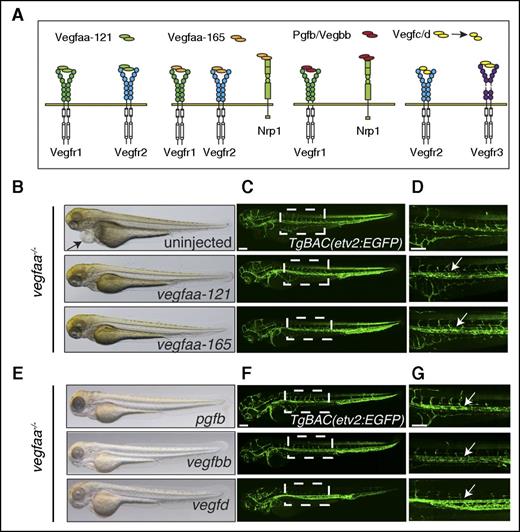 Figure 3. vegfaa mRNA injections can rescue vegfaa mutants to adult viability. (A) Schematic representation of Vegf molecules binding to their receptors. (B,E) Brightfield micrographs of 72-hpf vegfaabns1 mutants injected with indicated mRNA in lateral views. Arrow points to pericardial edema. (C,D,F,G) Confocal micrographs of 72-hpf TgBAC(etv2:EGFP);vegfaabns1 mutants injected with indicated mRNA in lateral views. Arrows point to lumenized vessel. Bars represent 100 µm.