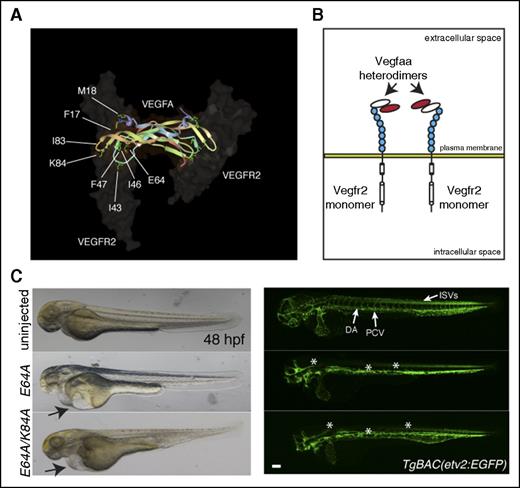 Figure 4. Vegfaa-engineered molecules block vascular development. (A) VEGFA-VEGFR2 complex highlighting VEGFA amino acids responsible for VEGFR2 interactions. (B) Schematic representation of heterodimers of dominant negative Vegfaa (red) and WT Vegfaa (white), which block Vegfr2 dimerization. (C) Brightfield micrographs of 48 hpf embryos injected with indicated mRNA in lateral views (left). Arrows point to pericardial edema. Confocal micrographs of 48 hpf TgBAC(etv2:EGFP) embryos injected with indicated mRNA in lateral views (right). Asterisks denote lack of ISVs and absent or abnormal axial vessel and brain vasculature. Bars represent 100 µm.