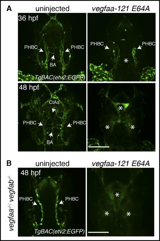Figure 5. Vegfaa-engineered molecules block brain angiogenesis. (A) Confocal micrographs of 36- or 48-hpf uninjected (left) or vegfaa-121 E64A mRNA injected (right) embryos. Arrows point to PHBC, BA, and CtAs in the uninjected embryos and to reduced PHBC formation in the injected embryos. Asterisks denote lack of brain vasculature in the injected embryos. (B) Confocal micrographs of 48-hpf TgBAC(etv2:EGFP) vegfaabns1;vegfabbns92 double mutants uninjected (left) or vegfaa-121 E64 mRNA injected (right) embryos in dorsal views. Arrows point to PHBC in the uninjected embryos. Asterisks denote lack of brain vasculature in the injected embryos. Bars represent 100 µm.