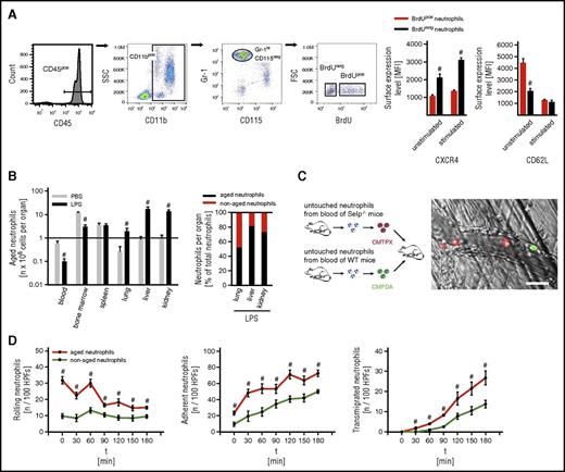 Figure 1. Trafficking of aged neutrophils during inflammation. Employing multichannel flow cytometry, aged and nonaged neutrophils isolated from WT mice were differentiated by pulse labeling with BrdU as detailed in “Methods.” (A) Gating strategy and results for the expression of CXCR4 and L-selectin/CD62L on aged (BrdUneg) and nonaged (BrdUpos) neutrophils from the peripheral blood of WT mice upon exposure to PBS or LPS (mean ± SEM for n = 4; #P < .05 vs nonaged neutrophils). (B) Results for numbers of aged and nonaged neutrophils in bone marrow, blood, and lysates of different organs of WT mice upon IP injection of PBS or LPS (mean ± SEM for n = 5 ; #P < .05 vs PBS). (C) Using multichannel in vivo microscopy on the cremaster muscle of WT recipient mice, recruitment dynamics of adoptively transferred fluorescence-labeled neutrophils isolated from WT or P-selectin/CD62P-deficient (SELP−/−) donor mice were analyzed upon stimulation with LPS. A representative in vivo microscopy image shows aged neutrophils in red and nonaged neutrophils in green (bar represents 20 µm). (D) Results for numbers of intravascularly rolling, adherent, and transmigrated aged or nonaged neutrophils (mean ± SEM for n = 4; #P < .05 vs nonaged neutrophils). FSC, forward scatter; HPFs, high-power fields; MFI, mean fluorescence intensity; PBS, phosphate-buffered saline; SEM, standard error of the mean; SSC, side scatter.