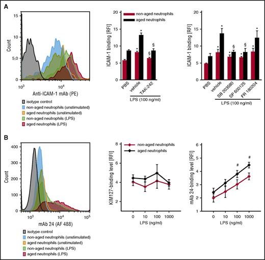 Figure 3. Integrin affinity changes in aged neutrophils. Using multichannel flow cytometry, binding of the β2 integrin ligand ICAM-1/CD54 to aged and nonaged neutrophils isolated from the peripheral blood of WT mice was analyzed as detailed in “Methods.” (A) Representative flow cytometry histogram and quantitative data for neutrophils isolated from the peripheral blood of WT mice undergoing exposure to PBS or LPS, as well as to the TLR-4 inhibitor TAK-242 or the MAPK inhibitor compounds FR180204 (ERK 1/2 MAPK), SB203580 (p38 MAPK), or SP600125 (JNK 1/2/3 MAPK). Mean ± SEM for n = 4-6; *P < .05 vs PBS; §P < .05 vs drug vehicle. (B) Representative flow cytometry histogram and quantitative results for binding of the antibodies kim127 (indicating intermediate-affinity conformation of β2 integrins) and mAb 24 (indicating high-affinity conformation of β2 integrins) to human aged and nonaged neutrophils isolated from the peripheral blood of healthy volunteers and stimulated with PBS or LPS. Mean ± SEM for n = 4-6; #P < .05 vs nonaged. AF, Alexa Fluor; PE, phycoerythrin.