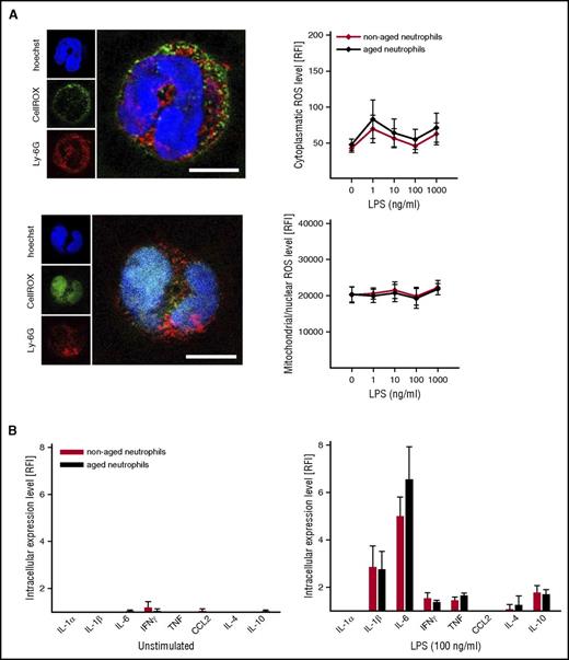 Figure 5. Intracellular ROS and cytokine production in aged neutrophils. (A) Representative microscopy images illustrating mitochondrial/nuclear and cytosolic ROS generation in unstimulated and LPS-stimulated neutrophils (bars represent 5 µm). Using multichannel flow cytometry, intracellular production of ROS (A) and cytokines (B) was quantitatively analyzed in aged and nonaged neutrophils isolated from the peripheral blood of WT mice as detailed in “Methods.” Quantitative data for neutrophils undergoing exposure to PBS (unstimulated) or LPS are shown. Mean ± SEM for n = 4-6. IFN, interferon; TNF, tumor necrosis factor.