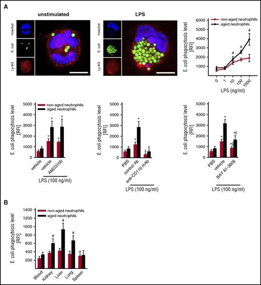 Figure 6. Phagocytic potential of aged neutrophils. The phagocytic potential of aged and nonaged neutrophils for E coli bioparticles was analyzed as detailed in “Methods.” (A) Representative confocal microscopy images illustrating phagocytosis of E coli bioparticles by unstimulated and LPS-stimulated neutrophils (bars represent 5 µm). Quantitative data for aged and nonaged neutrophils isolated from the peripheral blood of unstimulated WT mice upon exposure to PBS or varying concentrations of LPS, as well as to the CXCR4 inhibitor AMD3100, the TLR-4 inhibitor TAK-242, blocking anti-Mac-1/CD11b mAbs, the spleen tyrosine kinase inhibitor BAY 61-3606, or drug vehicle/isotype control (mean ± SEM for n = 4; #P < .05 vs nonaged; *P < .05 vs PBS; §P < .05 vs drug vehicle/isotype control). (B) Quantitative data for aged and nonaged neutrophils isolated from the blood or from lysates of different organs of WT mice undergoing intra-arterial injection of E coli bioparticles and IP injection of LPS (mean ± SEM for n = 5; #P < .05 vs nonaged neutrophils).