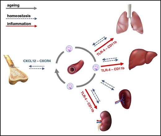 Figure 7. Schematic illustration of the fate of aged neutrophils in homeostasis and inflammation. In the steady state, nonaged neutrophils are released from the bone marrow into the circulation before these immune cells age during intravascular margination in peripheral organs. Ultimately, aged neutrophils are cleared in bone marrow, liver, and spleen (via SDF-1α/CXCL12 and CXCR4). Upon onset of inflammation, however, aged neutrophils cease returning to the bone marrow and immediately infiltrate inflamed tissues in a TLR-4- and Mac-1/CD11b-dependent manner, thereby being in the first line of defense in the acute inflammatory response.