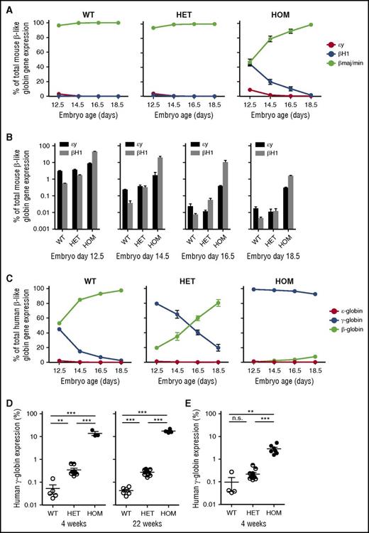 Figure 2. Deletion of erythroid specific enhancer sequences delays embryonic and fetal globin gene silencing. (A) Fetal liver was dissected from indicated days of embryonic development. qPCR was done on RNA from the dissected tissue. Globin genes were normalized to GAPDH expression. Delayed hemoglobin switching of the mouse embryonic globins εy and βH1 was observed in Bcl11a(Δenh) mice. (B) Derepression of mouse embryonic globins (εy and βH1) in developmental erythropoiesis as assessed by qPCR. (C) Bcl11a(Δenh) mice were mated with β-YAC mice in order to evaluate human globin gene expression. Bcl11a(Δenh) mice failed to silence γ-globin gene expression during embryonic development. (D) qPCR analysis of RNA from 4-week and 22-week adult mice peripheral blood showed incomplete silencing of γ-globin. (E) Deletion of the in vitro defined core enhancer (+62DHS) region also fails to completely silence γ-globin; however, derepression is not to the level seen in Bcl11a(Δenh) mice. (Data are represented as mean ± standard error of the mean; ***P < .001; **P < .01; n.s., not significant; all conditions represent n ≥ 4.)